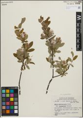 Foto von Salix pedicellaris Pursh